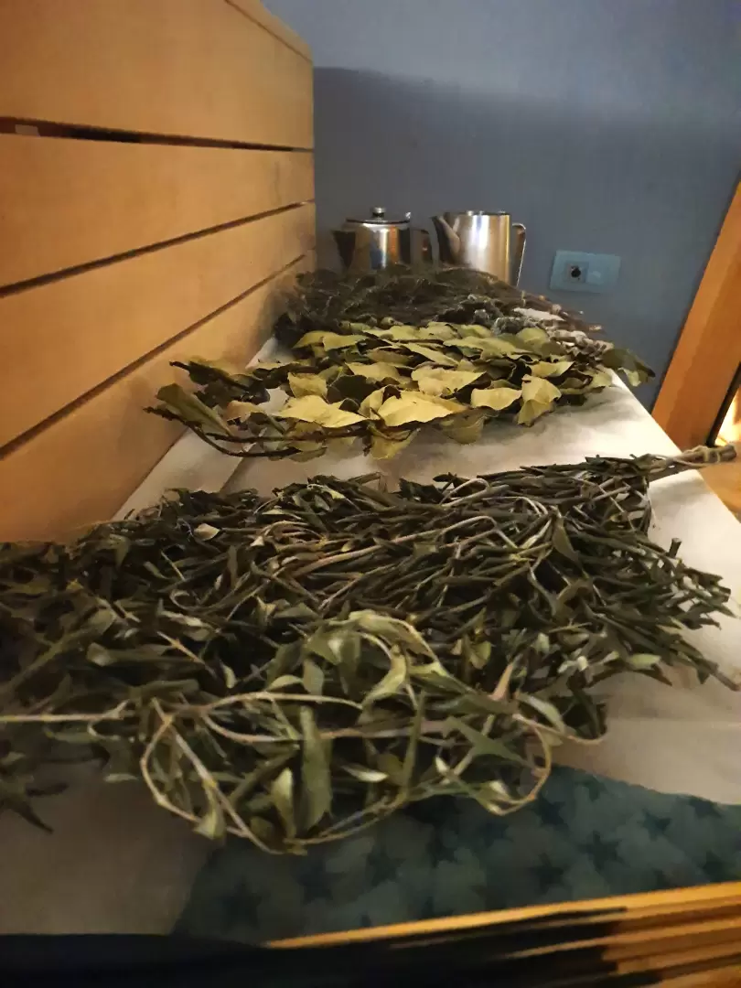 Dišavne pahljače iz vej dreves